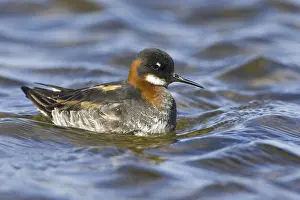 Red-necked Phalarope (Phalaropus lobatus) female