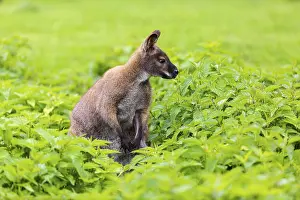 Red-necked wallaby or Bennett's wallaby (Macropus rufogriseus)