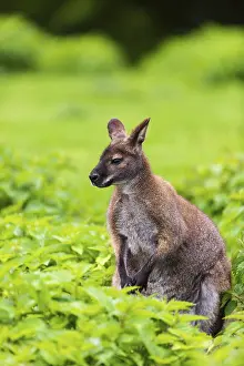 Red-necked wallaby or Bennett's wallaby (Macropus rufogriseus)