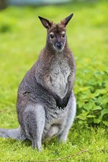 Red-necked wallaby or Bennett's wallaby (Macropus rufogriseus)