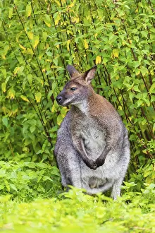Red-necked wallaby or Bennett's wallaby (Macropus rufogriseus)