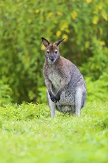 Red-necked wallaby or Bennett's wallaby (Macropus rufogriseus)