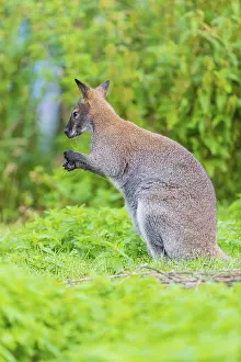 Red-necked wallaby or Bennett's wallaby (Macropus rufogriseus)