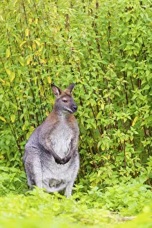 Red-necked wallaby or Bennett's wallaby (Macropus rufogriseus)