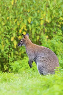 Red-necked wallaby or Bennett's wallaby (Macropus rufogriseus)