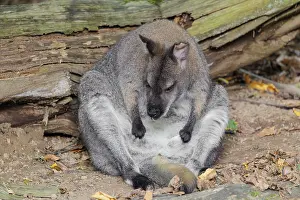 A red-necked wallaby or Bennett's wallaby (Macropus rufogriseus)