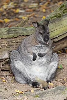 A red-necked wallaby or Bennett's wallaby (Macropus rufogriseus)