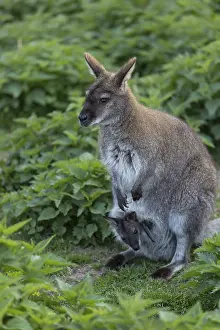 Red-necked wallaby or Bennett's wallaby (Macropus rufogriseus) with cub in her pouch