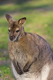 Red-necked wallaby or Bennett's wallaby (Macropus rufogriseus) with cub in her pouch
