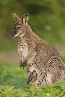 Red-necked wallaby or Bennett's wallaby (Macropus rufogriseus) with cub in her pouch