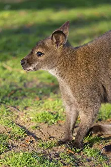 Red-necked wallaby or Bennett's wallaby (Macropus rufogriseus) with cub in her pouch