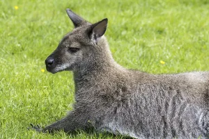 Red-necked wallaby (Macropus rufogriseus)