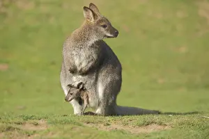 Red-necked wallaby (Macropus rufogriseus)