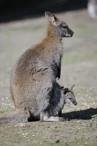 Red-necked Wallaby (Macropus rufogriseus)