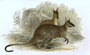 Red-necked wallaby (Notamacropus rufogriseus)