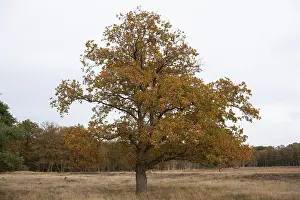Red oak (Quercus rubra), autumn colours