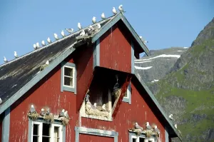 Red painted wooden house Rorbuer with nesting seagulls in A Moskenesoya Lofoten Norway