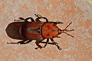 Red palm weevil (Rhynchophorus ferrugineus)