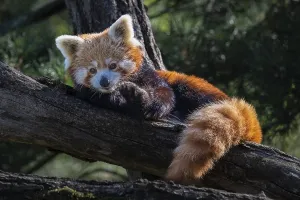 Red panda (Ailurus fulgems), red panda