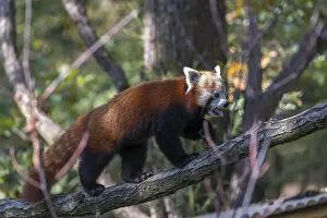 One red panda, Ailurus fulgens