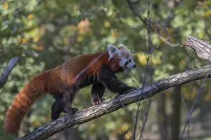 One red panda, Ailurus fulgens