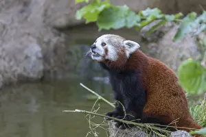 One red panda, Ailurus fulgens