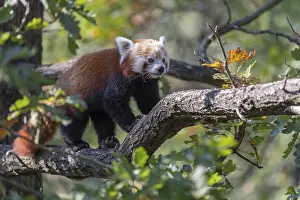 One red panda, Ailurus fulgens