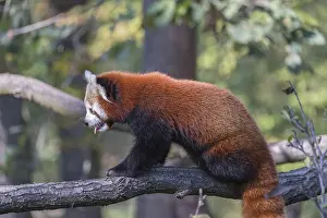 One red panda, Ailurus fulgens