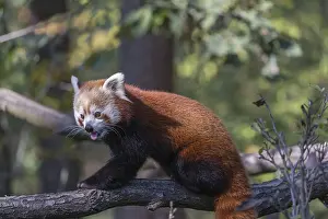 One red panda, Ailurus fulgens