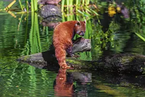 One red panda, Ailurus fulgens