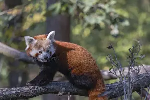 One red panda, Ailurus fulgens