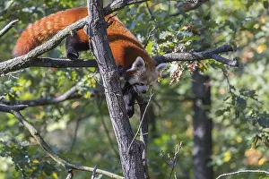 One red panda, Ailurus fulgens