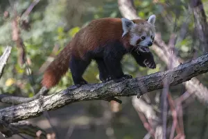 One red panda, Ailurus fulgens