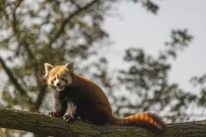 One red panda, Ailurus fulgens