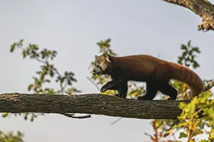 One red panda, Ailurus fulgens