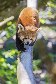 One red panda, Ailurus fulgens