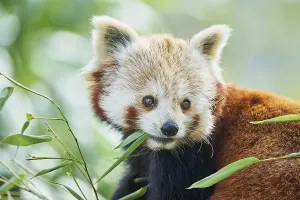 Red panda (Ailurus fulgens), captive