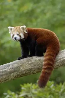 Red panda (Ailurus fulgens), cat bear