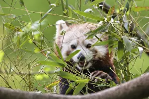 Red panda (Ailurus fulgens), eats bamboo