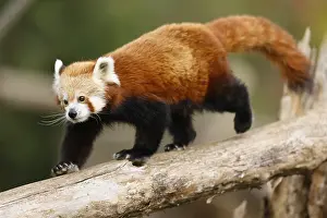 Red panda (Ailurus fulgens fulgens) on a tree trunk