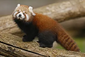 Red panda (Ailurus fulgens fulgens) young on a tree trunk