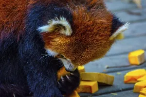 Red panda (Ailurus fulgens) or lesser panda eating pumpkins