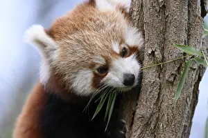 A red panda (Ailurus fulgens) looks down cutely from a tree