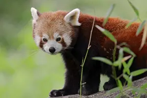 Red Panda (Ailurus fulgens), native to China