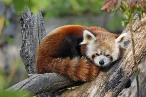 Red Panda (Ailurus fulgens), Schoenbrunn Zoo
