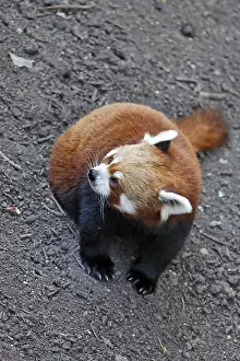 Red Panda (Ailurus fulgens), Schoenbrunn Zoo