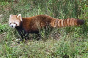 Red Panda (Ailurus fulgens), Sichuan Province