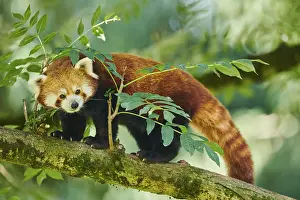 Red panda (Ailurus fulgens), on a tree