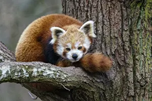 Red panda (Ailurus fulgens) on the tree