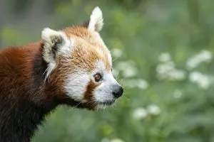 Red panda (Ailurus fulgens) on the tree